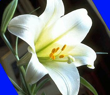 Bermuda Lily